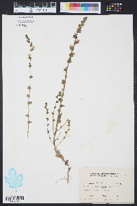 Triodanis perfoliata var. perfoliata image