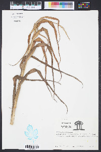 Spartina alterniflora image