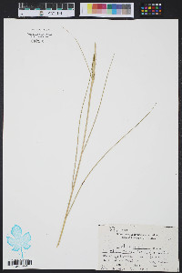 Spartina patens image
