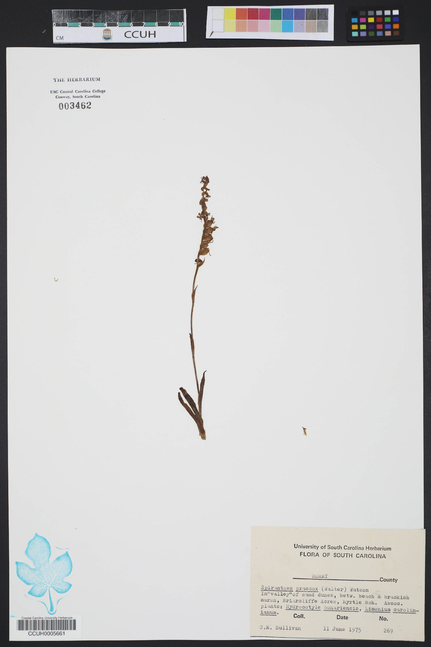Spiranthes praecox image