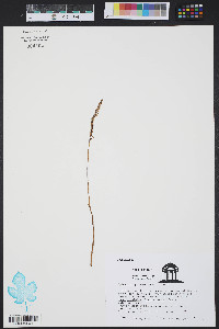 Spiranthes praecox image