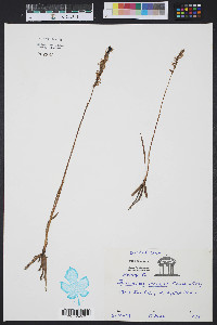 Spiranthes vernalis image