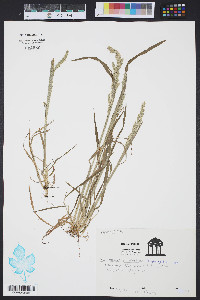 Sporobolus clandestinus image