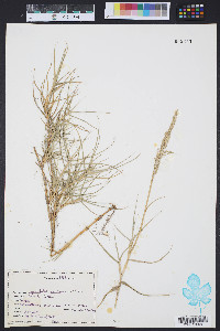Sporobolus virginicus image