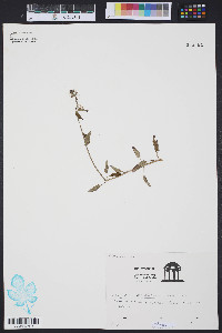 Stachys floridana image
