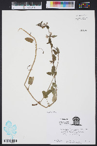 Stachys floridana image