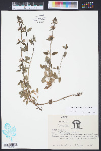 Stachys floridana image