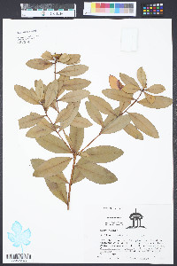 Stillingia sylvatica image