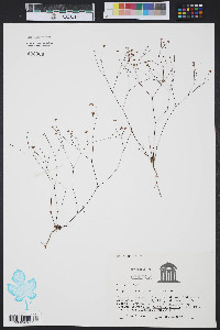 Stipulicida setacea image