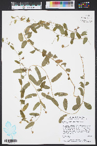 Stylisma humistrata image