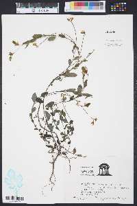 Stylosanthes hamata image