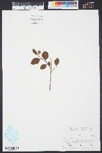 Styrax americanus image
