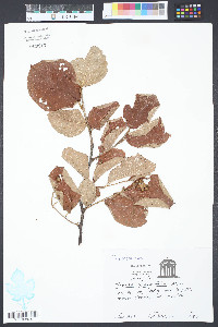 Styrax grandifolius image