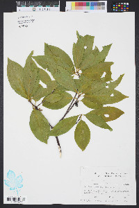 Symplocos tinctoria image