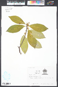 Symplocos tinctoria image