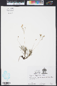 Talinum teretifolium image