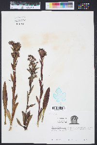 Trilisa paniculata image