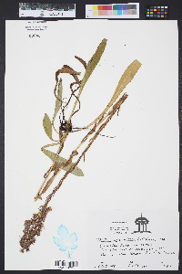 Trilisa paniculata image