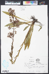 Trilisa paniculata image