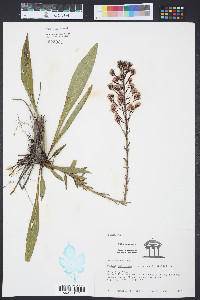Trilisa paniculata image
