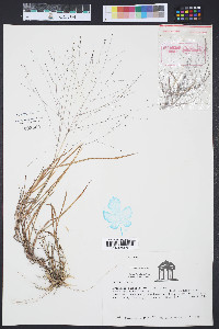 Triplasis purpurea image