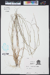 Triplasis purpurea image