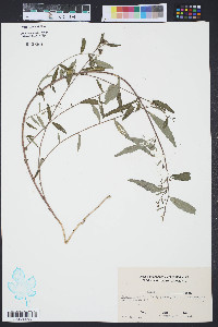 Tragia urens image