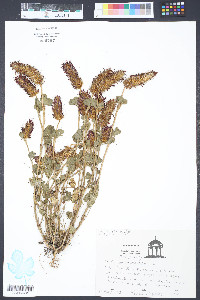 Trifolium incarnatum image