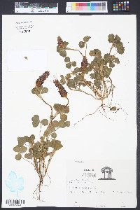 Trifolium incarnatum image
