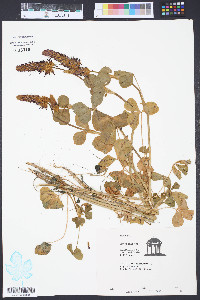 Trifolium incarnatum image