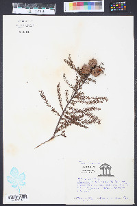Taxodium ascendens image