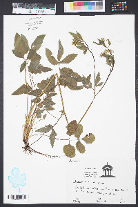 Thaspium barbinode image