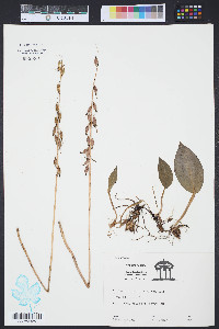 Tipularia discolor image