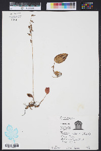 Tipularia discolor image