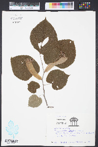 Tilia heterophylla image
