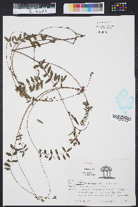 Tephrosia hispidula image