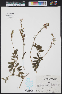 Tephrosia spicata image