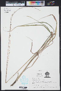 Uniola sessiliflora image