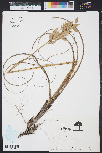 Uniola paniculata image