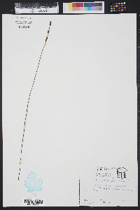 Utricularia cornuta image