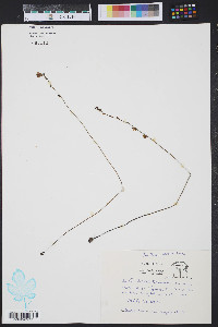 Utricularia cornuta image