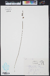 Utricularia cornuta image