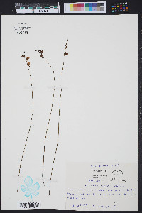 Utricularia cornuta image