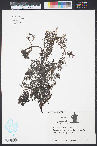 Utricularia inflata image