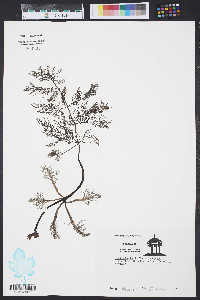 Utricularia inflata image