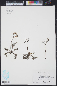 Utricularia inflata image