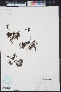 Utricularia inflata image