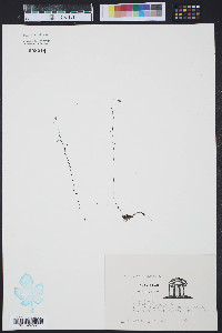 Utricularia juncea image