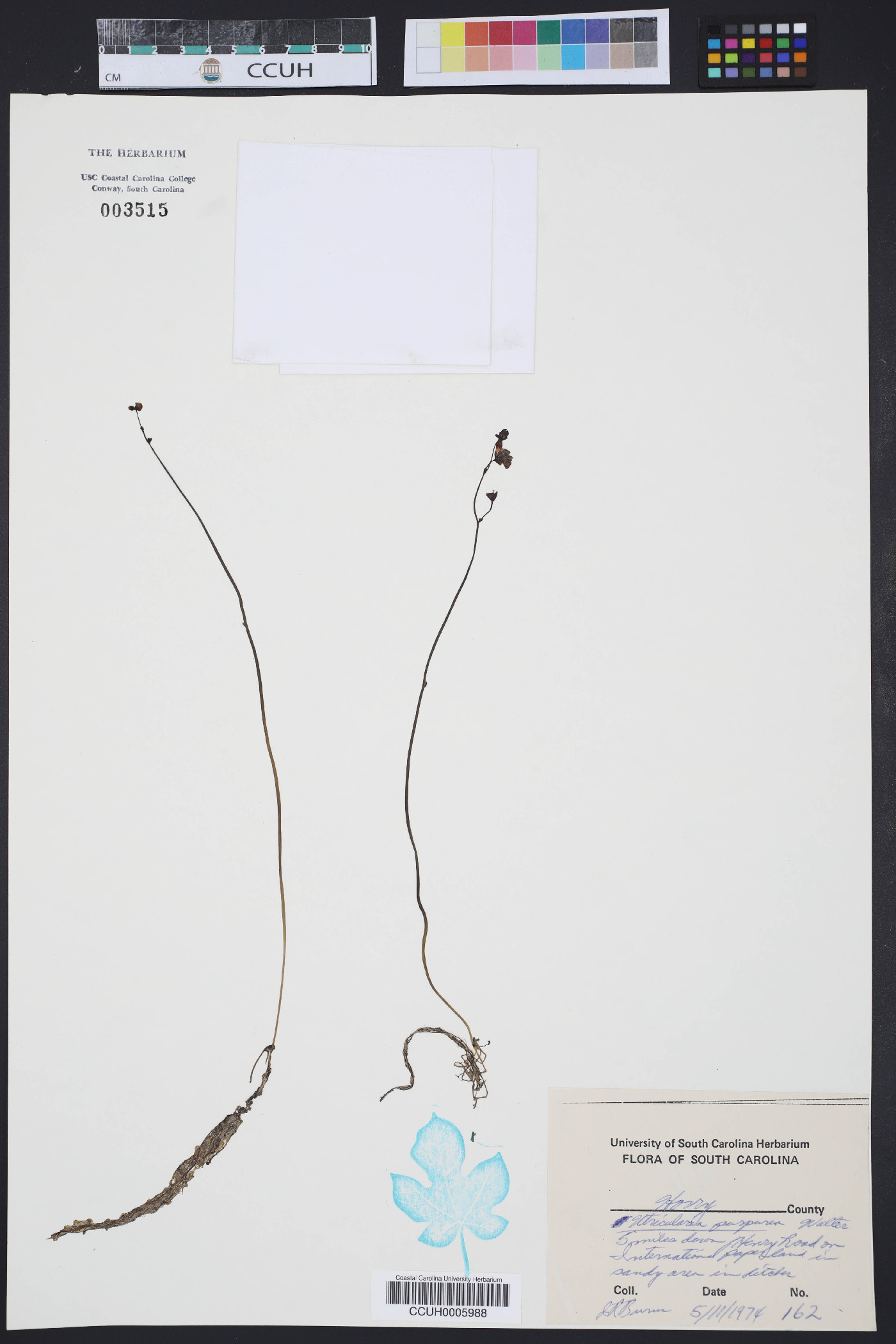 Utricularia poconensis image