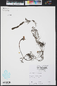 Utricularia subulata image
